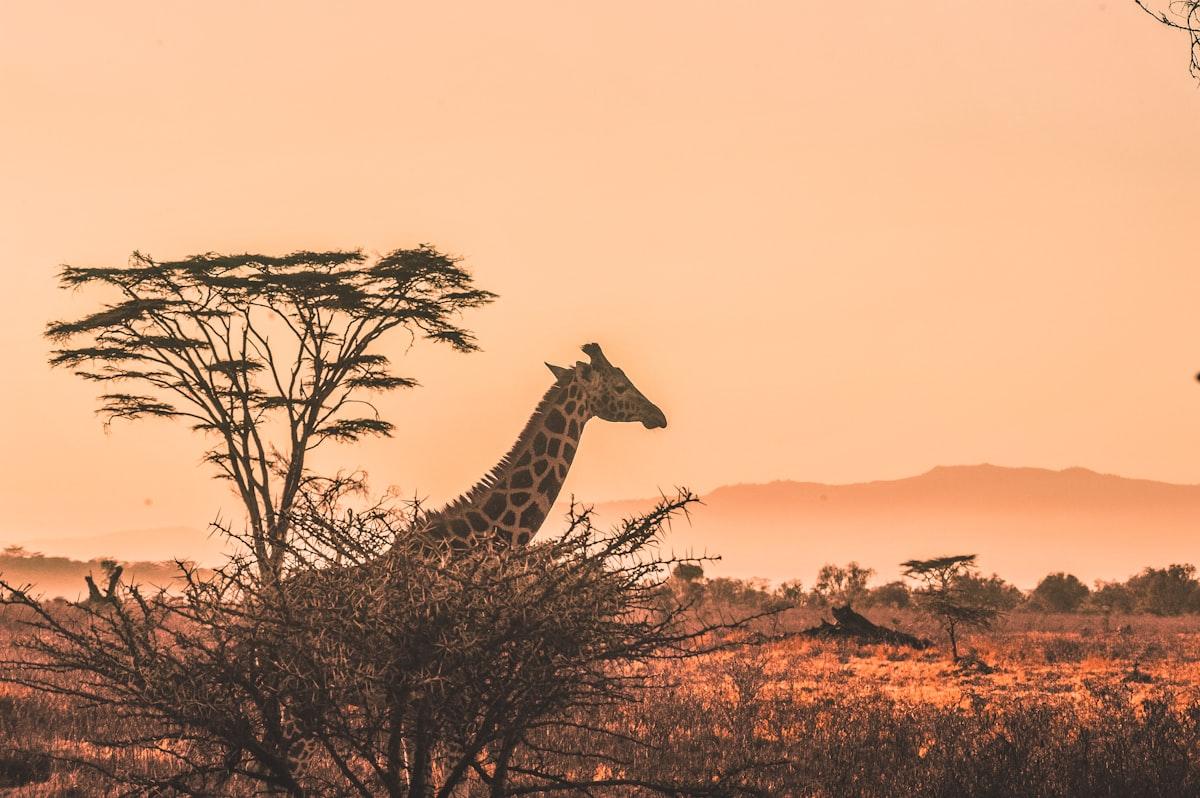 Dramatic African landscape at dusk